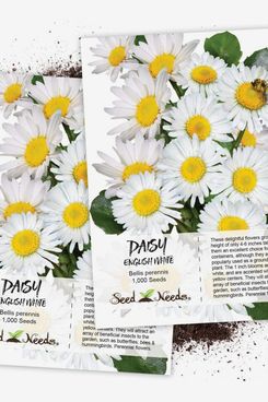 Seed Needs White English Daisy Twin Pack of 1,000 Seeds 